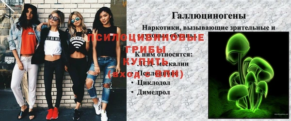прущие грибы Новозыбков